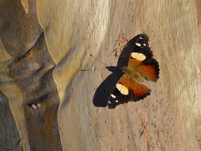 butterfly on gum tree