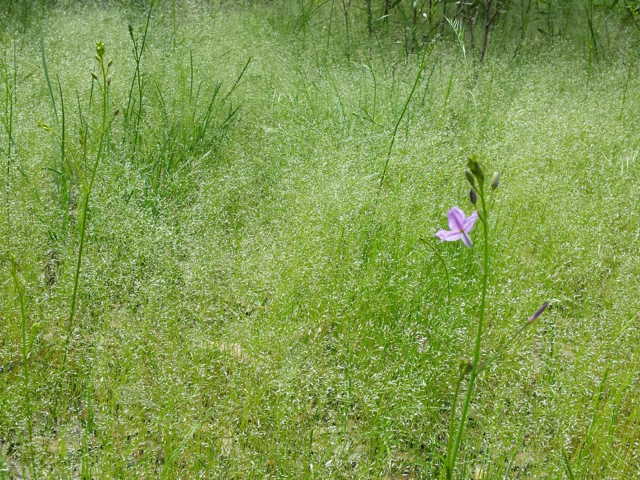 Single blue flower