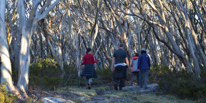 forest therapy under the canopy of eucalypt trees