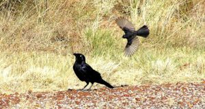 Little Raven