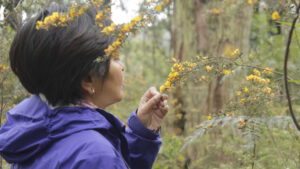 My Journey to the healing practice of Forest Therapy