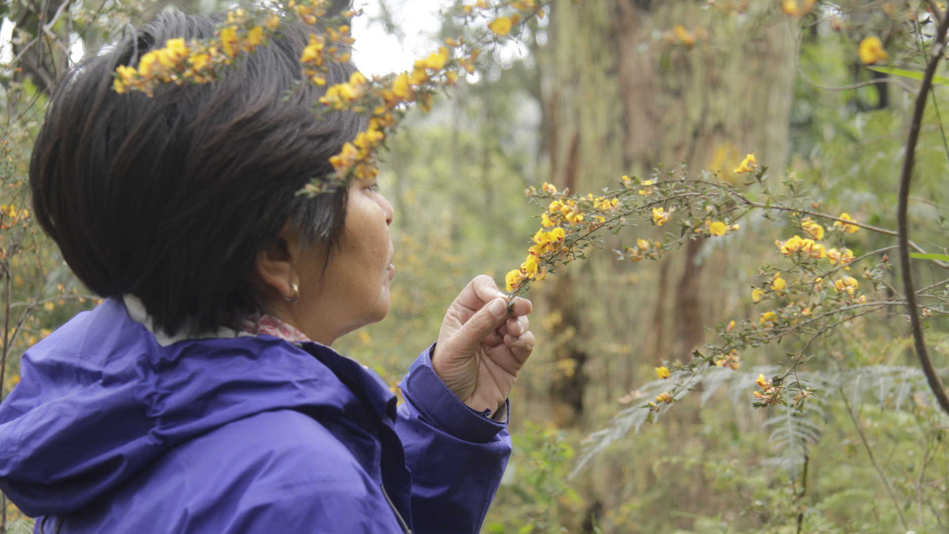 My Journey to the healing practice of Forest Therapy