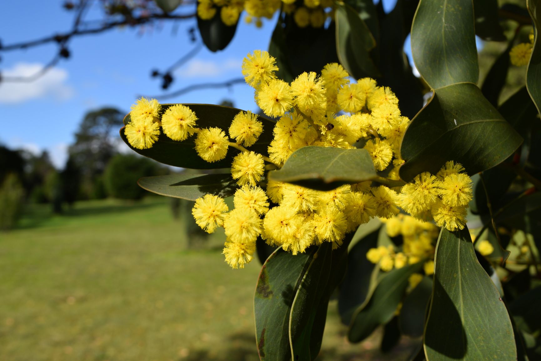 Forest Therapy at Geelong Botanic Gardens