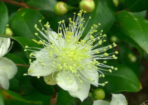 Fragrance from the Forest