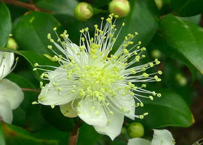 Fragrance from the Forest