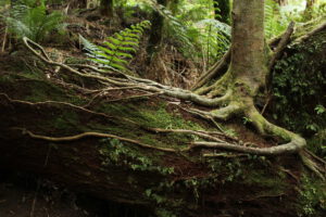 Forest Therapy: A mindful walk in the woods to de-stress