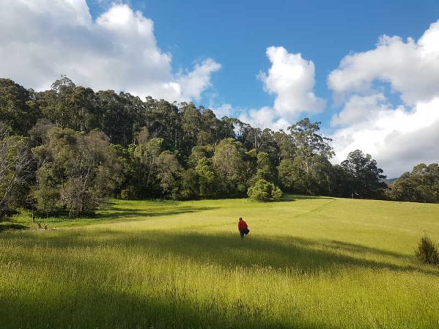 Forest Therapy walking slowly