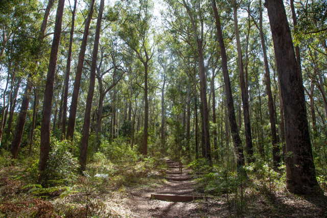 ©2019 Mayumi Kataoka - Forest Therapy trail
