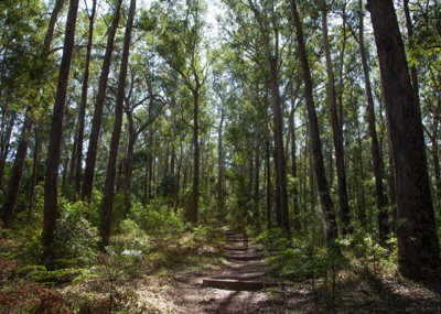 Mayu Kataoka Forest Therapy trail