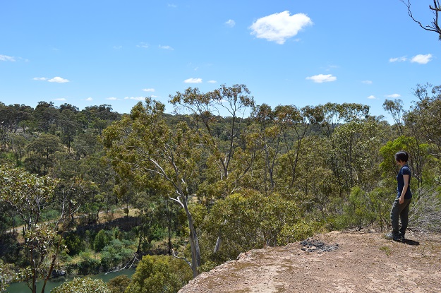 overlooking the forest