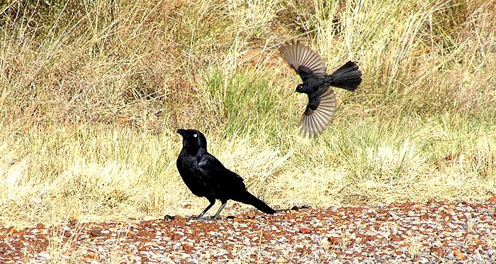 raven and wagtail