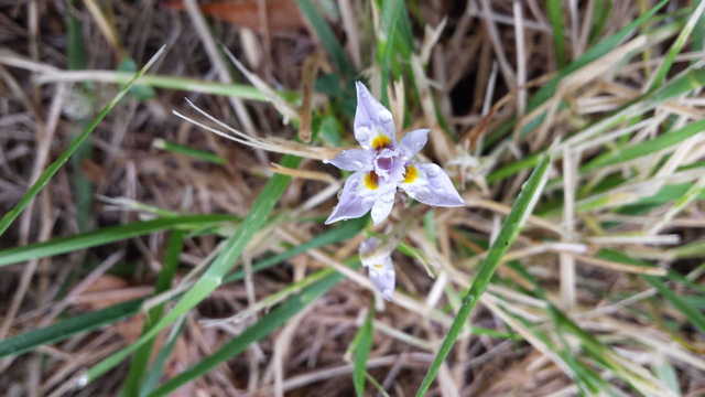 Shinrin-yoku flower