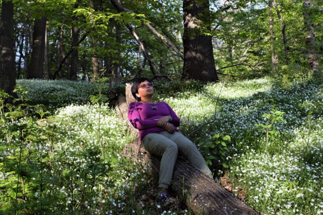 Sit Spot in the Forest