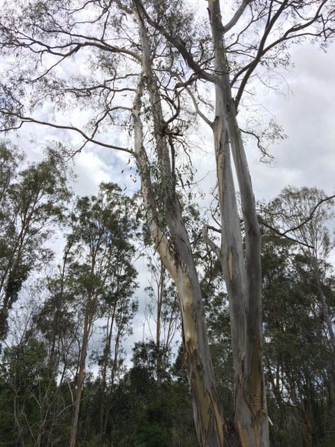 eucalypt trees