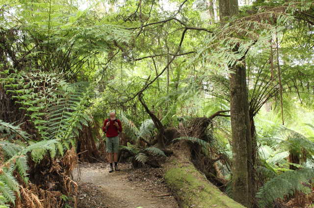 forest bathing under lush green ferns