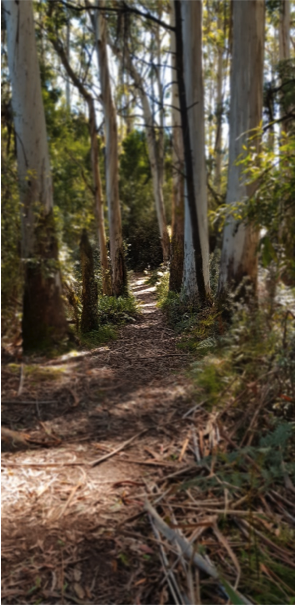 forest track