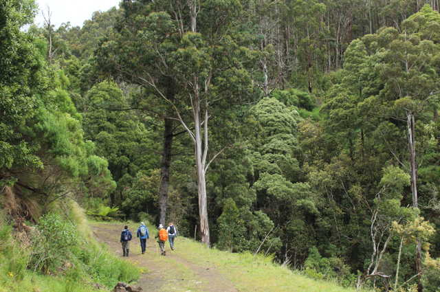 mindful_walkers_in_forest_640x425