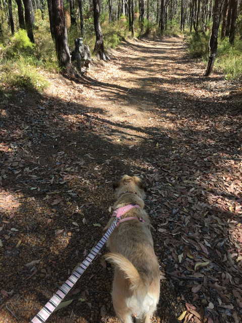 walking the dog in the forest